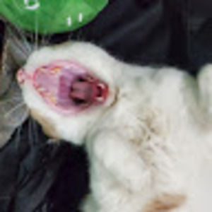 Meet your Posher, Emmy